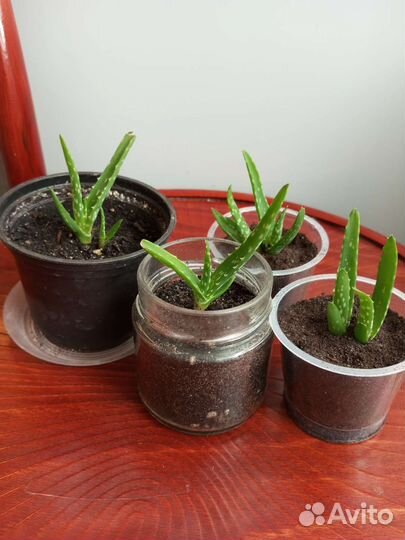 Алоэ вера лечебное