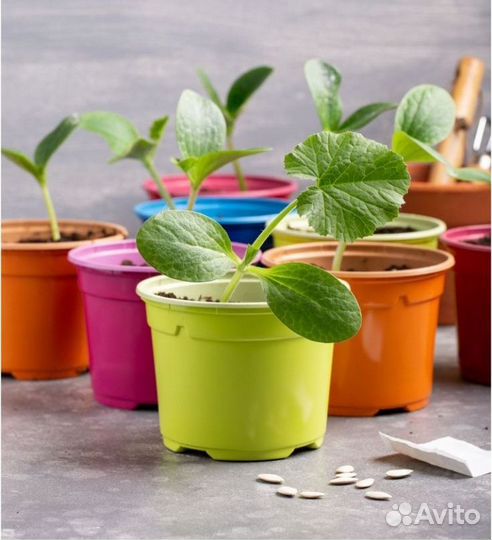 Рассада огурцы, тыква, кабачки, бархатцы