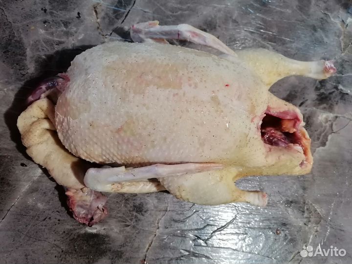 Утка домашнее мясо