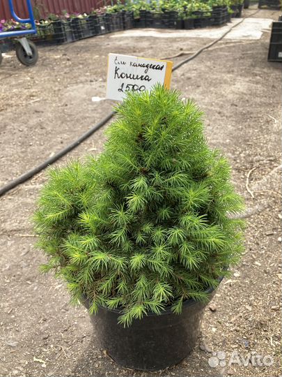Ель Коника из питомника растений