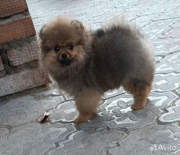 Шпиц помераночка