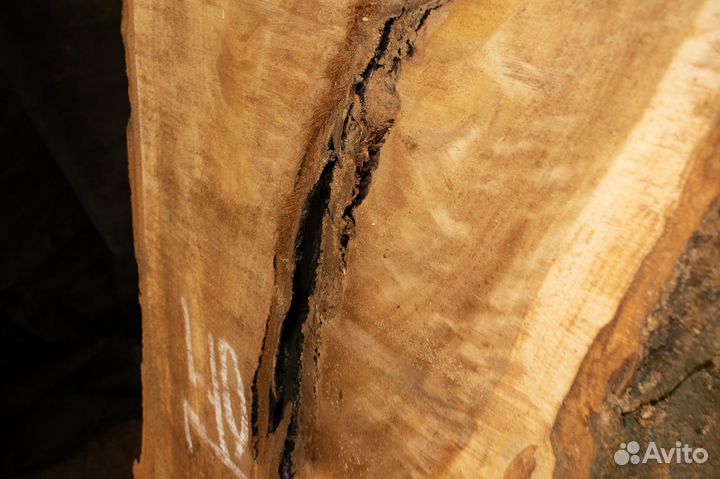 Слэб тополя 302*64*7