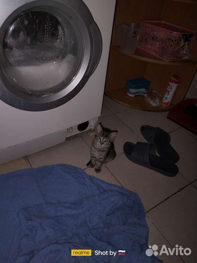 Отдам в добрые руки