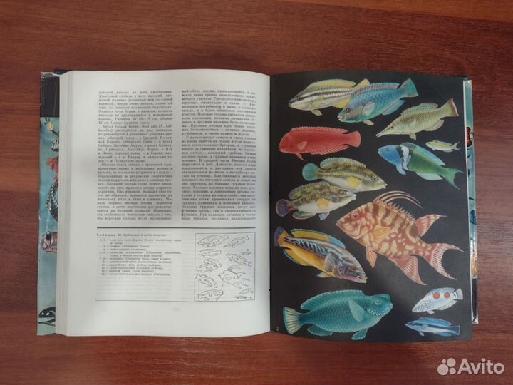 Жизнь животных энциклопедия