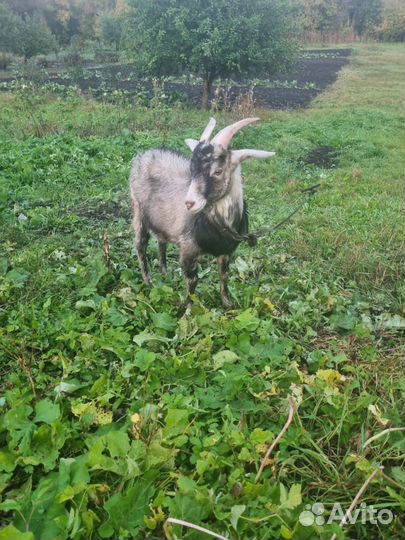 Коза дойная молочная с козлятами