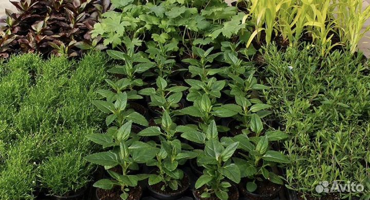 Рассада цветов и овощей