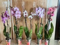 Орхидеи на 2 цветоноса