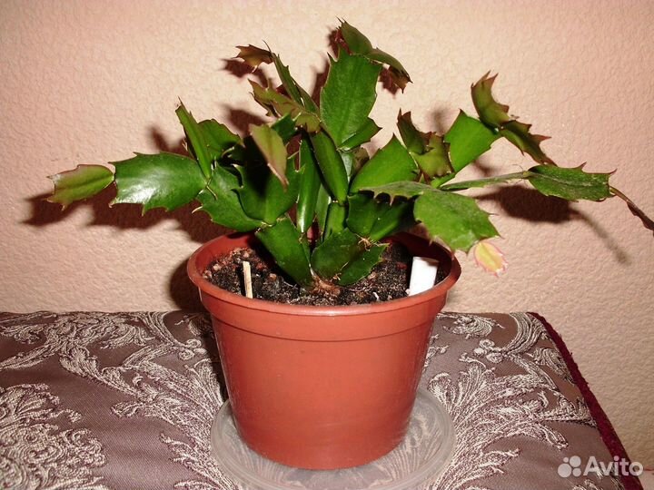 Цветок декабрист