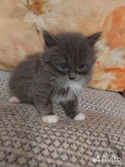 Котята от домашней кошки