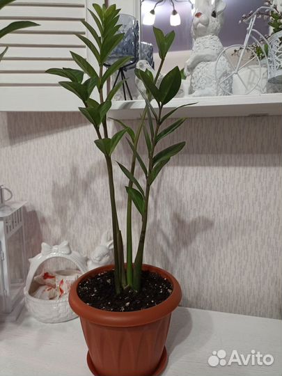 Долларовое дерево (замиокулькас)