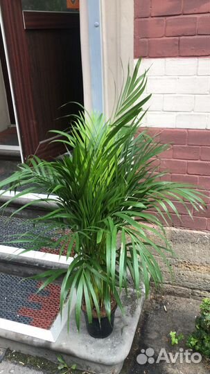 Пальма Арека