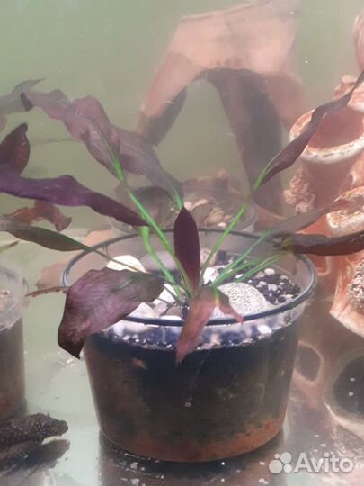 Эхинодорус