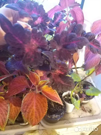 Черенки колеуса