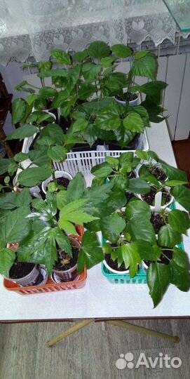 Сортовые гибискусы