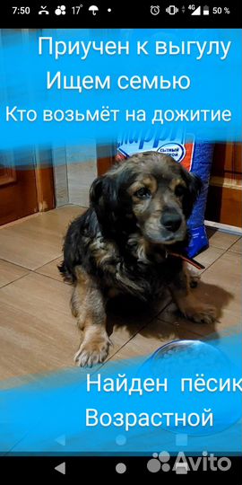 Разные собачки