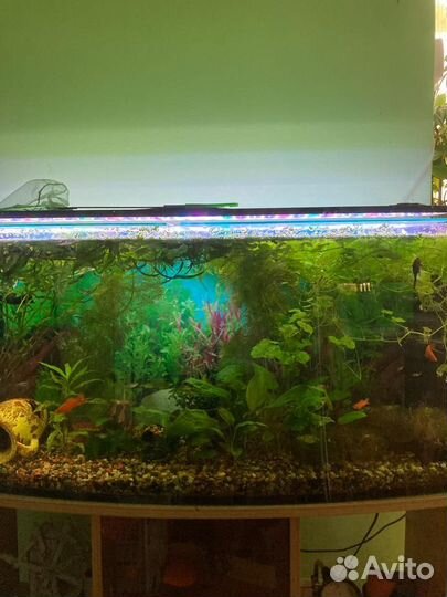 Аквариум с тумбой с растениями и рыбками