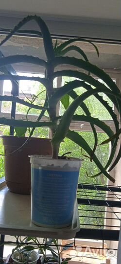 Комнатные цветы