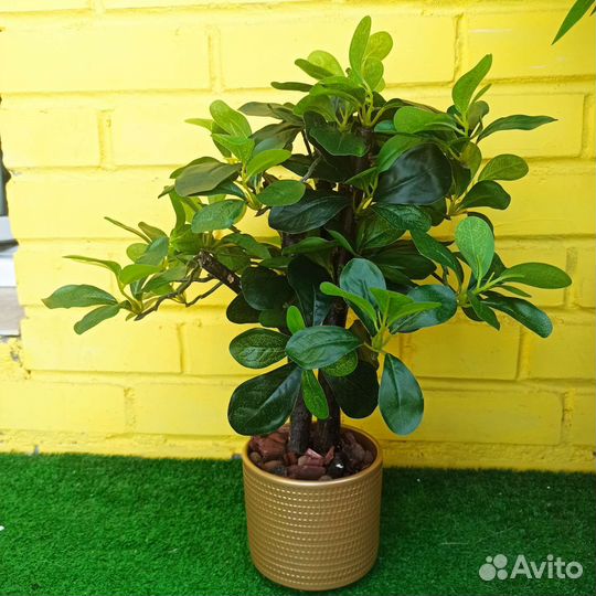 Искусственные растения, шеффлера