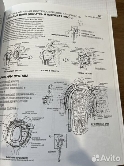 Анатомия человека атлас раскраска