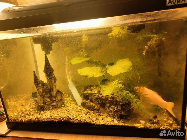 Аквариум