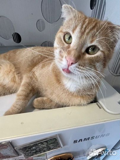 Потерялся кот