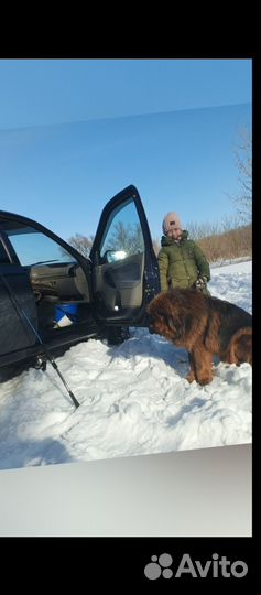 Собака тибетский мастиф