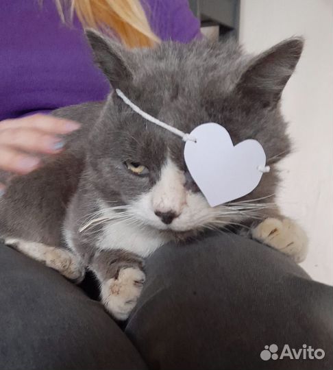 Кузя ищет дом