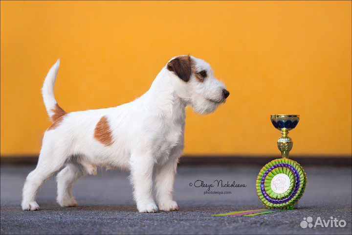 Вязка кобель джек рассел