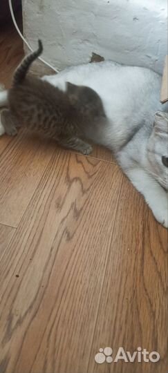 Шотланские вислоухие котята