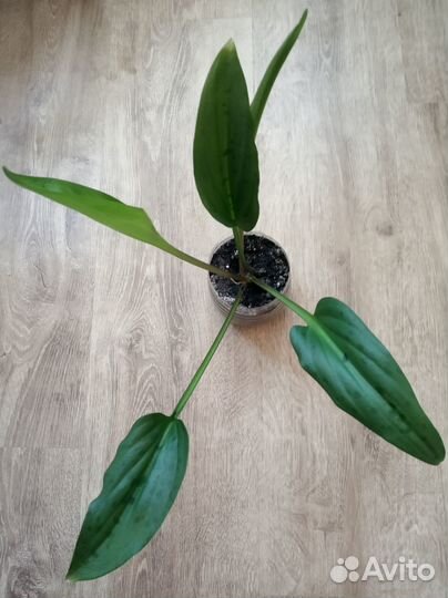 Продается Колеос, фиалка, дримиопсис