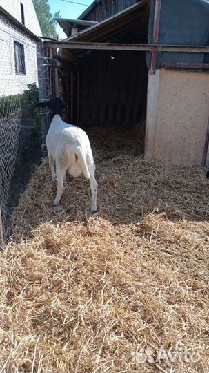 Бараны черноголовый и белоголовый Дорпер