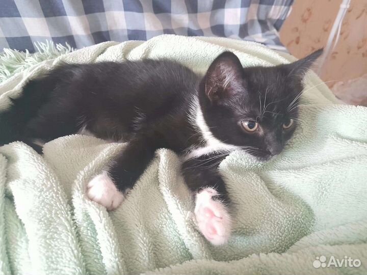 Котенок девочка в добрые руки