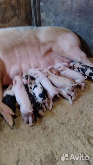 Хряк производитель