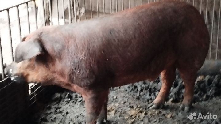 Хряк на племя