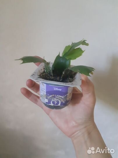 Декабрист шлюмбергера