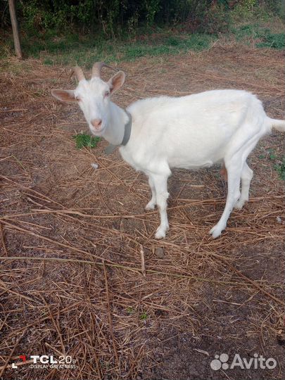 Козел,козы и козочка