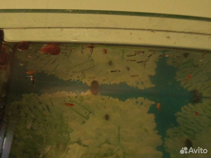 Аквариумные рыбки