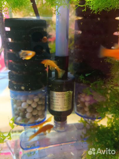 Аквариумные рыбки