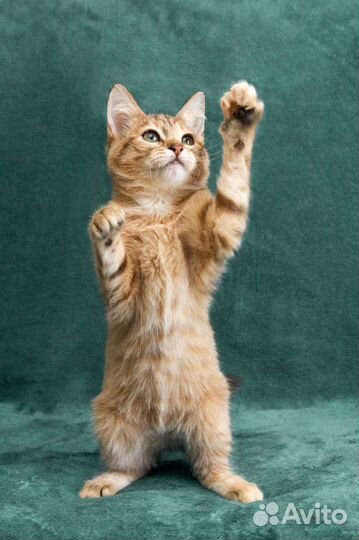 Кошка в дар бесплатно