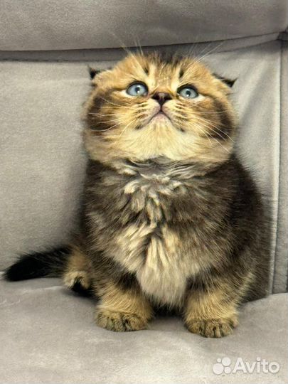 Котята шиншилла
