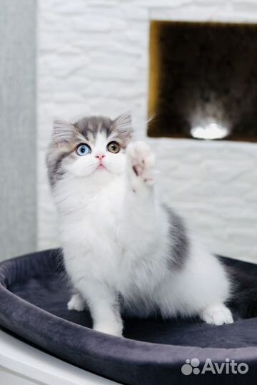 Необычайной красоты котенок