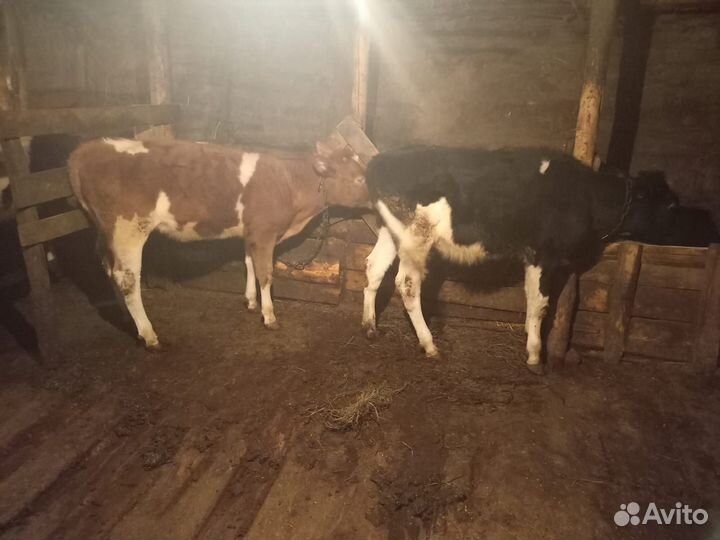 Телочки и бычки