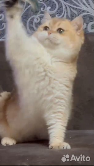 Золотая шиншилла ny12