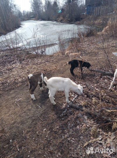 Продам козликов