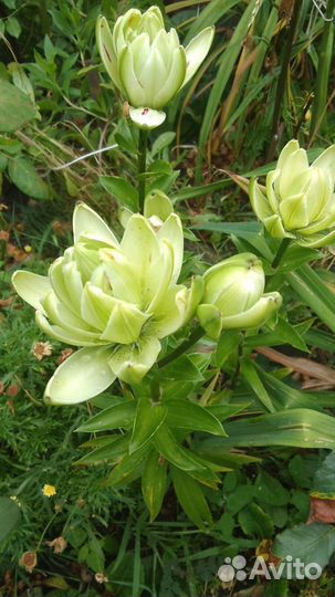Лилии набором