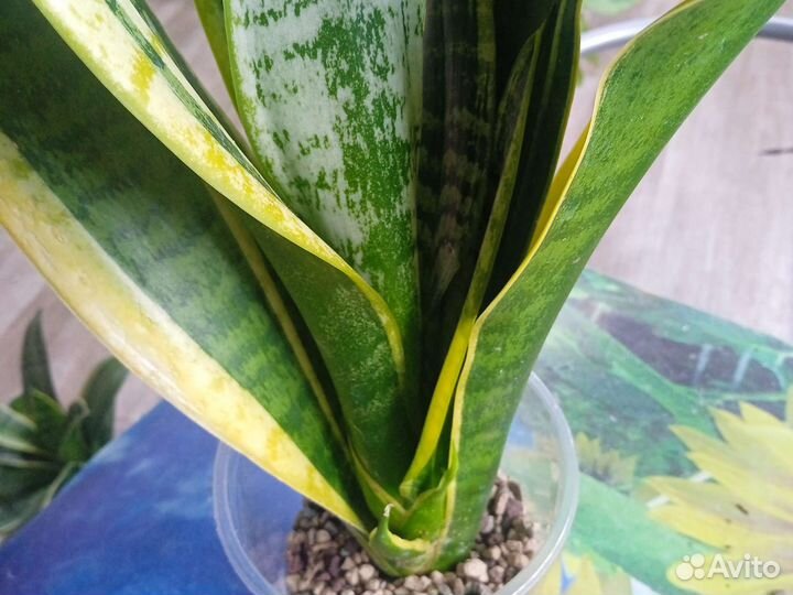 Сансевиерия