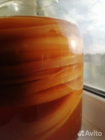 Чайный гриб. Комбуча