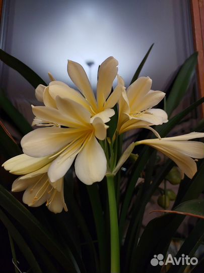 Кливия Цитрина желтая