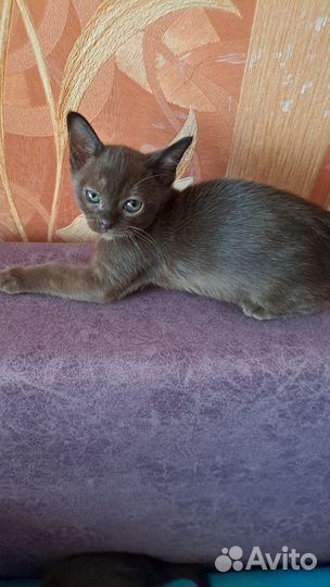 Бурманская