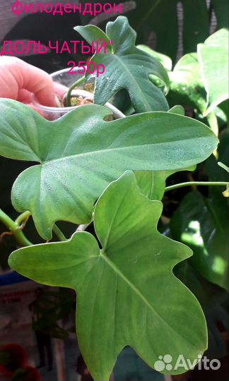 Комнатные растения